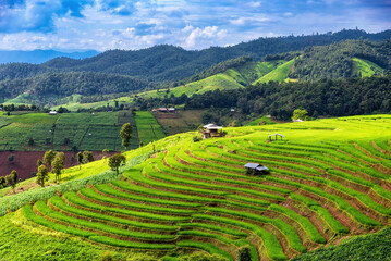 Scenery of the terraced rice fields at Ban Pa Pong Piang in Chiang Mai, Thailand. the terraced rice fields and a mountain range in the background.