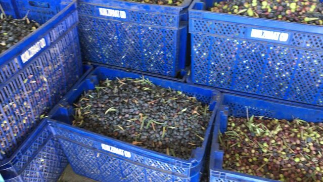 Olives harvest creamery. Turkey. Processing of oilseeds for the extraction of olive oil