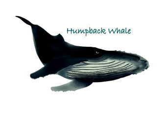 Humpback whale hand drawing illustration with transparent background