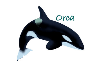 Orca hand drawing illustration with transparent background