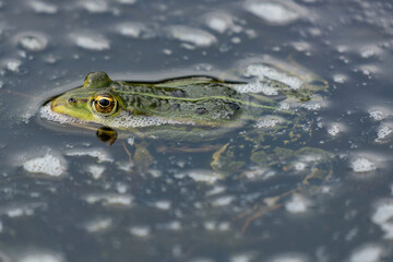 edible frog (Pelophylax kl. esculentus) in water