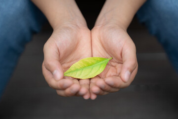 日本人の子どもの手のひらに乗せた若葉