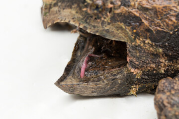 The alligator snapping turtle (Macrochelys temminckii) isolated on white background