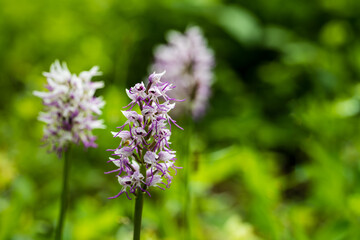 L'Orchis singe se dévoile sur les pentes du Mont de Sigolsheim en Alsace, CeA, Grand Est, France