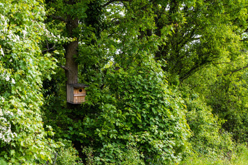 Fototapeta premium Préservation de la biodiversité : un nichoir installé en bordure d'un bosquet forestier grâce à l'engagement des viticulteurs alsaciens, CeA, Grand Est, France
