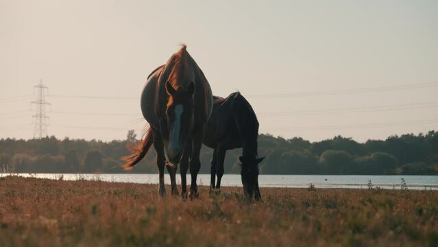 Brown horse feeding on a ranch, beautiful domesticated horses farm animals, ponies equine and equestrian mammals 4K video slow motion summer time