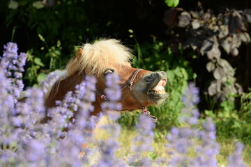 Blumenpony, süßes Pony in Blumenwiese, Portrait