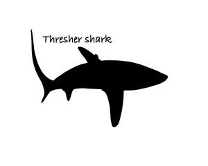 Fototapeta premium Thresher shark silhouette illustration 