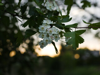 Blooming flowers on the sunset. Spring white flowers. Bird cherry, blooming white flower. Spring on the riverbank.