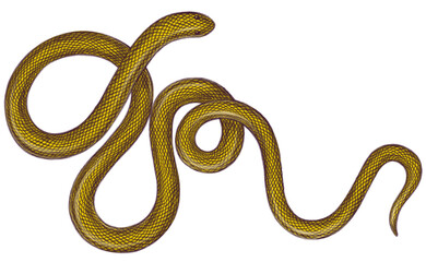 A long tangled golden snake Serpent Detailed hand drawn vintage illustration PNG transparent background Tattoo design Sticker 
