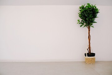 White room with tree for copy space.