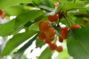 色づいたサクランボ