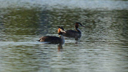 Grebe, pair of grebes on the water. Great Crested Grebe, (Podiceps cristatus) 