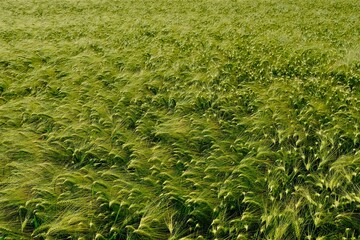 Getreidefeld im Frühsommer am Niederrhein