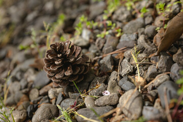 close up of pine cone, Conifer cone
