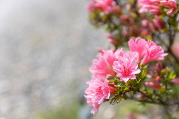 pink flowers blooming and growing in spring