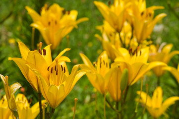The name of these flowers is "Lilium maculatum Thunb".
Scientific name is Lilium maculatum Thunb.