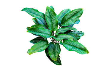 Calathea Ornata patterned leaves isolated on transparent background. PNG transparency