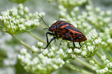 홍줄노린재, Graphosoma rubrolineatum 