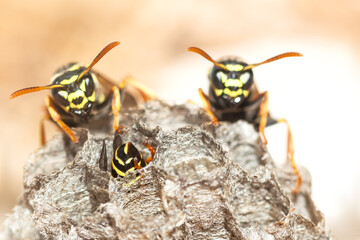 Wasp's Nest. Paper wasps are active in their nests Selective Focus.