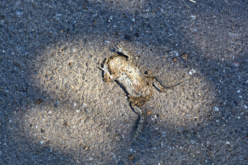 Dead frog.Dead frog-toad on the road.