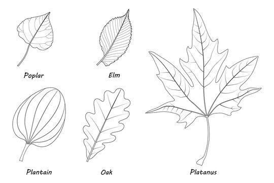 Examples of simple leaves.  Poplar (Populus), elm (Ulmus laevis), plantain (Plantago major), oak (Quercus robur), Platanus orientalis. Black and white illustration.