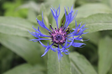 The radiance of the cornflower.