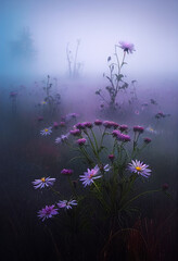 Obraz na płótnie Canvas Flower field in the fog. AI Generated