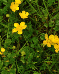 Buttercup flower closeup with raindrops on petals