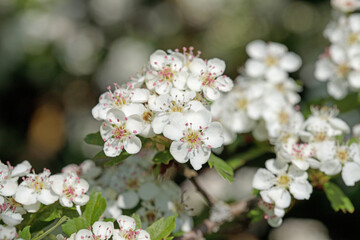 White hawthorn blossoms (Genus Crataegus) with pink stamen.