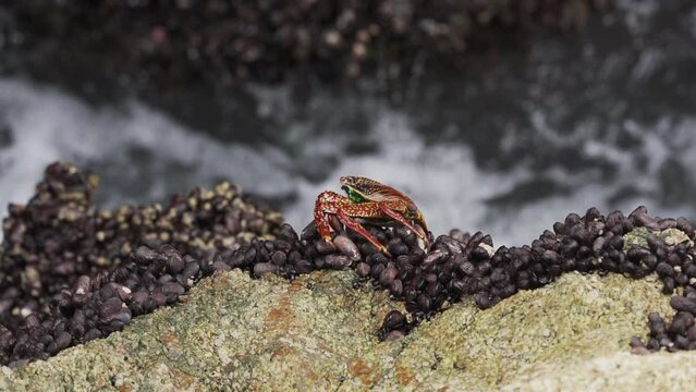 colorful crab crawling over rock surface in Paracas, Peru.