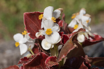 White wax begonia with intense dark red leafs (Begonia x semperflorens-cultorum).