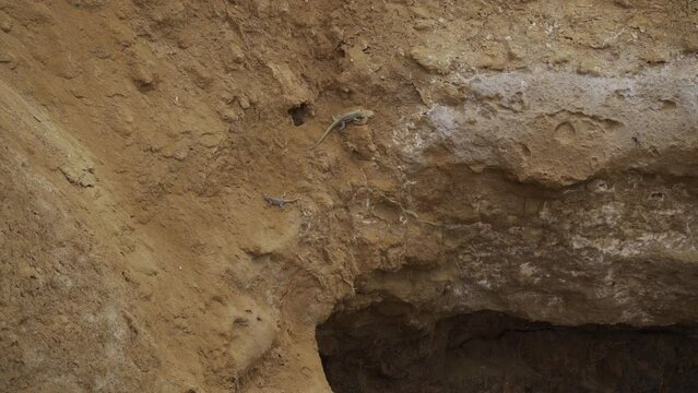 two lizards crawling over a rock, paracas national reserve.