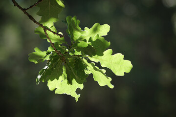 green leaves
