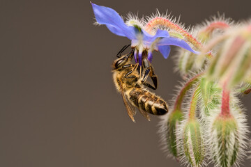 Honigbiene a, Borretsch