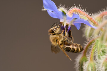 Honigbiene a, Borretsch
