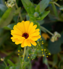 yellow flower