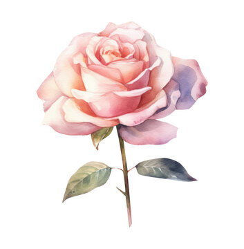 Watercolor roses flower, summer pink flower, Generative AI, png image.