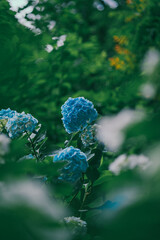Hydrangea on a rainy day in Japan