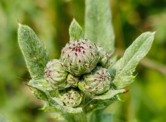 Creeping Thistle macro shot in June