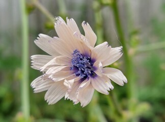 Chicory flower with purple stamen