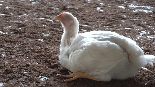 Heat Stress in broiler chickens that are overweight. Conditions of high temperatures in the open-air poultry system