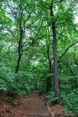 Obraz premium 나무, 경로, 네이처, 나무, 나무, green, 길거리, 경관, 공원, 나무, 여름, 나무, 나뭇잎, 봄, 나뭇잎, 산책로, 통로, 보도, 단풍, 주변, 가을, 시골, 국가, 내추럴, 농촌