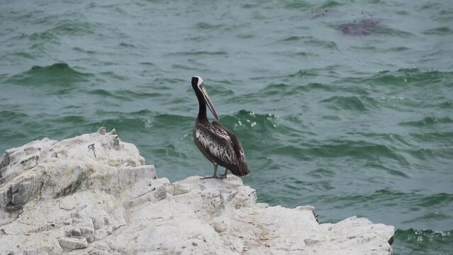 Brown pelican sitting on a rock, Paracas national reserve.