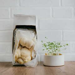 Microgreens and hericium erinaceus mushrooms cultivated at kitchen at home © lithiumphoto