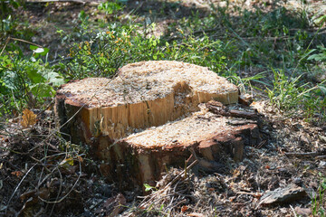 ścięte drzewo  © Marcin Łazarczyk