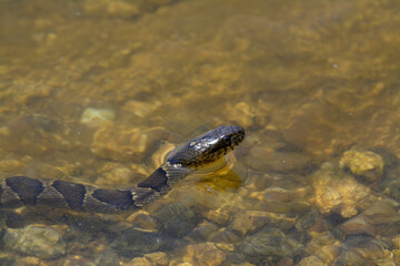 Banded water snake hunting in lake