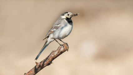black backed shrike