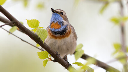 bird on a branch