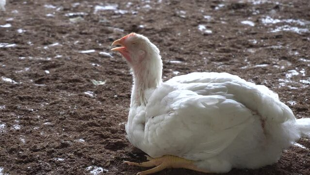 panting chicken in an indoor farm. On a hot summer day, a white broiler chicken is sitting on floor.